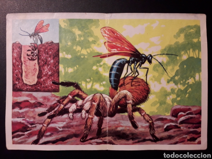 Collectable Antique Stickers: AVIPSAS PEPSIS PANORAMA ZOOL&Oacute;GICO. RUIZ ROMERO 1973 N&deg; 81 Y 82 DESPEGADO PEDIDO M&Iacute;NIMO 3&euro;