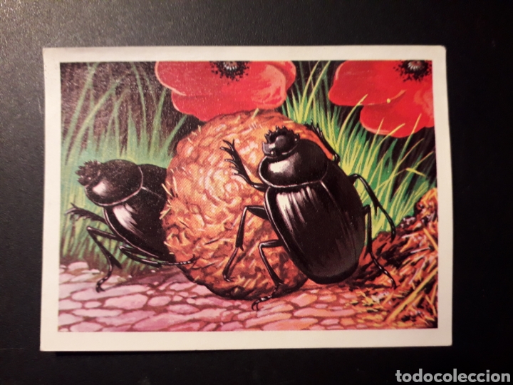 Collectable Antique Stickers: ESCARABAJO PELOTERO PANORAMA ZOOL&Oacute;GICO. RUIZ ROMERO 1973 N&deg; 89 DESPEGADO PEDIDO M&Iacute;NIMO 3&euro;.