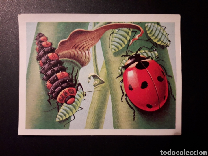 Collectable Antique Stickers: LAS MARIQUITAS PANORAMA ZOOL&Oacute;GICO. RUIZ ROMERO 1973 N&deg; 88 DESPEGADO PEDIDO M&Iacute;NIMO 3&euro;