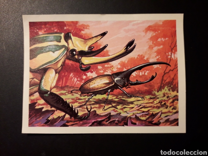 Collectable Antique Stickers: LOS COLE&Oacute;PTEROS PANORAMA ZOOL&Oacute;GICO. RUIZ ROMERO 1973 N&deg; 87 DESPEGADO PEDIDO M&Iacute;NIMO 3&euro;