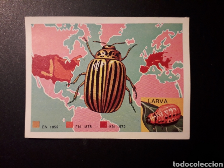 Collectable Antique Stickers: ESCARABAJO DE LA PATATA PANORAMA ZOOL&Oacute;GICO. RUIZ ROMERO 1973 N&deg; 86 DESPEGADO PEDIDO M&Iacute;NIMO 3&euro;