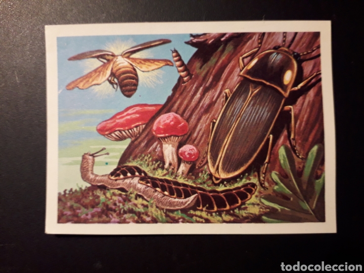 Collectionnisme Cartes &agrave; collectionner anciennes: EL COCUYO PANORAMA ZOOL&Oacute;GICO. RUIZ ROMERO 1973 N&deg; 84 DESPEGADO PEDIDO M&Iacute;NIMO 3&euro;.