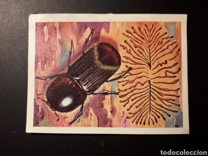 Collectionnisme Cartes &agrave; collectionner anciennes: ESCARABAJO TIP&Oacute;GRAFO PANORAMA ZOOL&Oacute;GICO. RUIZ ROMERO 1973 N&deg; 91 DESPEGADO PEDIDO M&Iacute;NIMO 3&euro;