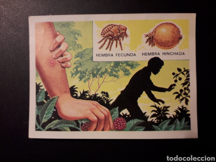 Collectionnisme Cartes &agrave; collectionner anciennes: LA NIGUA PANORAMA ZOOL&Oacute;GICO. RUIZ ROMERO 1973 N&deg; 92 DESPEGADO PEDIDO M&Iacute;NIMO 3&euro;.