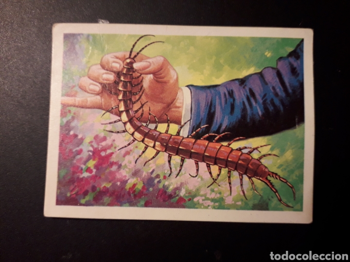 Collectionnisme Cartes &agrave; collectionner anciennes: ESCOLOPENDRA GIGANTE PANORAMA ZOOL&Oacute;GICO. RUIZ ROMERO 1973 N&deg; 93 DESPEGADO PEDIDO M&Iacute;NIMO 3&euro;