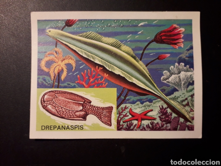Collectionnisme Cartes &agrave; collectionner anciennes: PRIMEROS PECES PANORAMA ZOOL&Oacute;GICO. RUIZ ROMERO 1973 N&deg; 95 DESPEGADO PEDIDO M&Iacute;NIMO 3&euro;