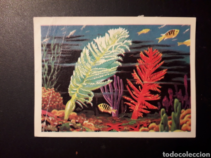 Coleccionismo Cromos antiguos: PLUMAS DE MAR PANORAMA ZOOL&Oacute;GICO. RUIZ ROMERO 1973 N&deg; 9 DESPEGADO PEDIDO M&Iacute;NIMO 3&euro;.