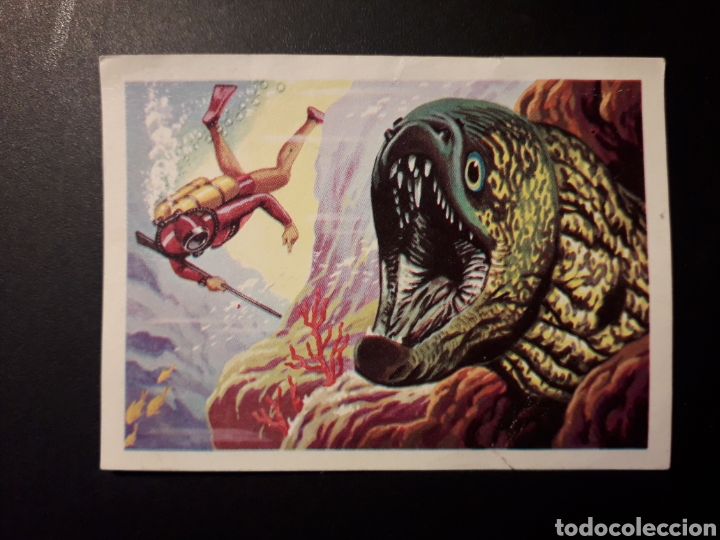 Coleccionismo Cromos antiguos: LA MORENA PANORAMA ZOOL&Oacute;GICO. RUIZ ROMERO 1973 N&deg; 114 DESPEGADO PEDIDO M&Iacute;NIMO 3&euro;