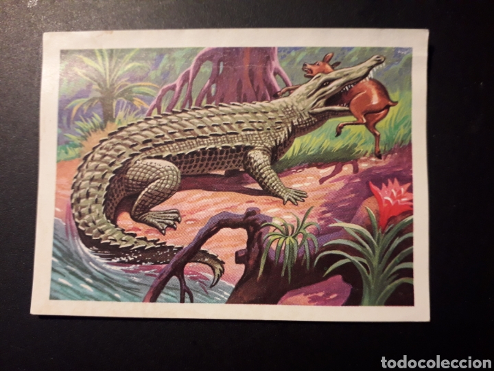 Coleccionismo Cromos antiguos: COCODRILO DEL ORINOCO PANORAMA ZOOL&Oacute;GICO. RUIZ ROMERO 1973 N&deg; 151 DESPEGADO PEDIDO M&Iacute;NIMO 3&euro;