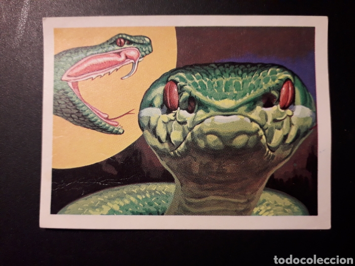 Coleccionismo Cromos antiguos: LOS OFIDIOS Y SU VENENO PANORAMA ZOOL&Oacute;GICO. RUIZ ROMERO 1973 N&deg; 161 DESPEGADO PEDIDO M&Iacute;NIMO 3&euro;