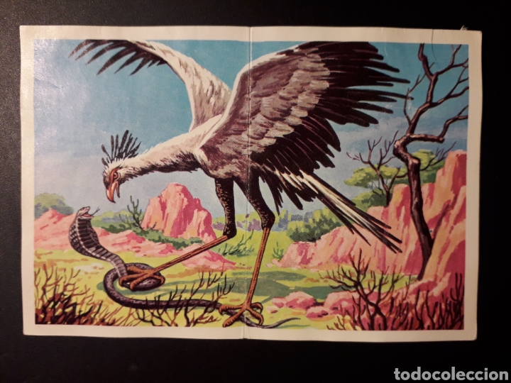 Coleccionismo Cromos antiguos: SERPENTARIO PANORAMA ZOOL&Oacute;GICO. RUIZ ROMERO 1973 N&deg; 175 Y 176 DESPEGADO PEDIDO M&Iacute;NIMO 3&euro;