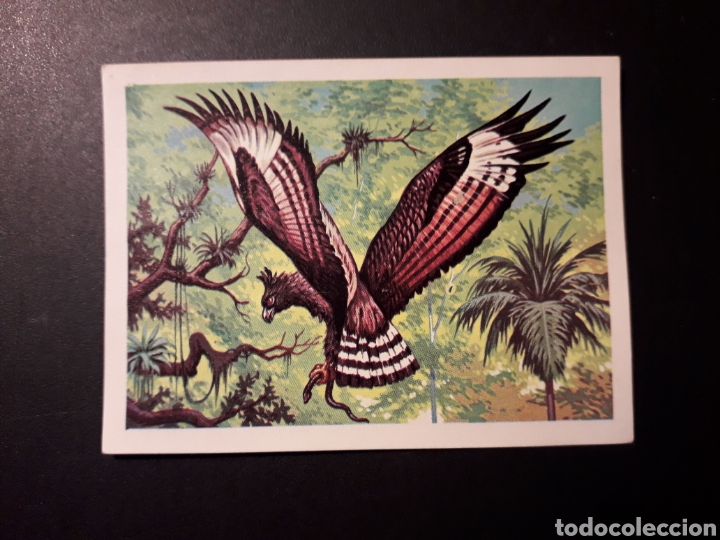 Coleccionismo Cromos antiguos: AGUILA DEL MONO PANORAMA ZOOL&Oacute;GICO. RUIZ ROMERO 1973 N&deg; 177 DESPEGADO PEDIDO M&Iacute;NIMO 3&euro;.