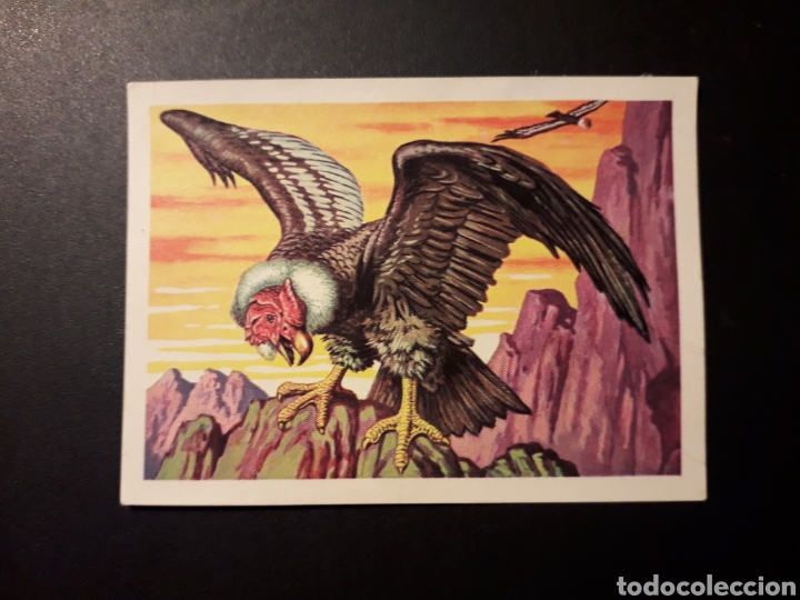 Coleccionismo Cromos antiguos: C&Oacute;NDOR DE LOS ANDES PANORAMA ZOOL&Oacute;GICO. RUIZ ROMERO 1973 N&deg; 179 DESPEGADO PEDIDO M&Iacute;NIMO 3&euro;.