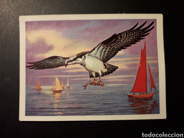 Coleccionismo Cromos antiguos: &Aacute;GUILA PESCADORA PANORAMA ZOOL&Oacute;GICO. RUIZ ROMERO 1973 N&deg; 181 DESPEGADO PEDIDO M&Iacute;NIMO 3&euro;