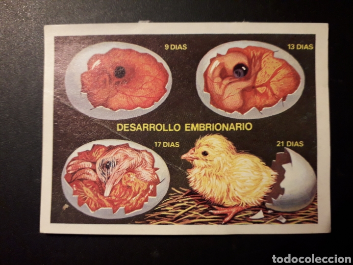 Coleccionismo Cromos antiguos: ANATOM&Iacute;A DE UN HUEVO PANORAMA ZOOL&Oacute;GICO. RUIZ ROMERO 1973 N&deg; 182 DESPEGADO PEDIDO M&Iacute;NIMO 3&euro;