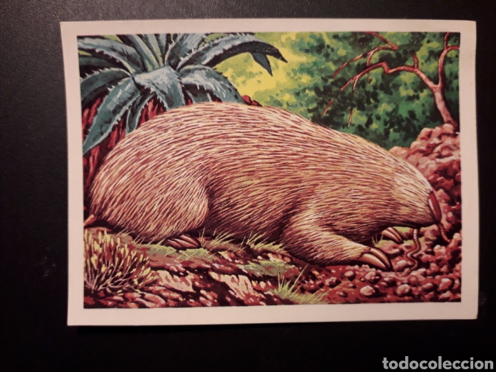 Coleccionismo cromos antiguos: TOPE MARSUPIAL PANORAMA ZOOL&Oacute;GICO. RUIZ ROMERO 1973 N&deg; 214 DESPEGADO PEDIDO M&Iacute;NIMO 3&euro;