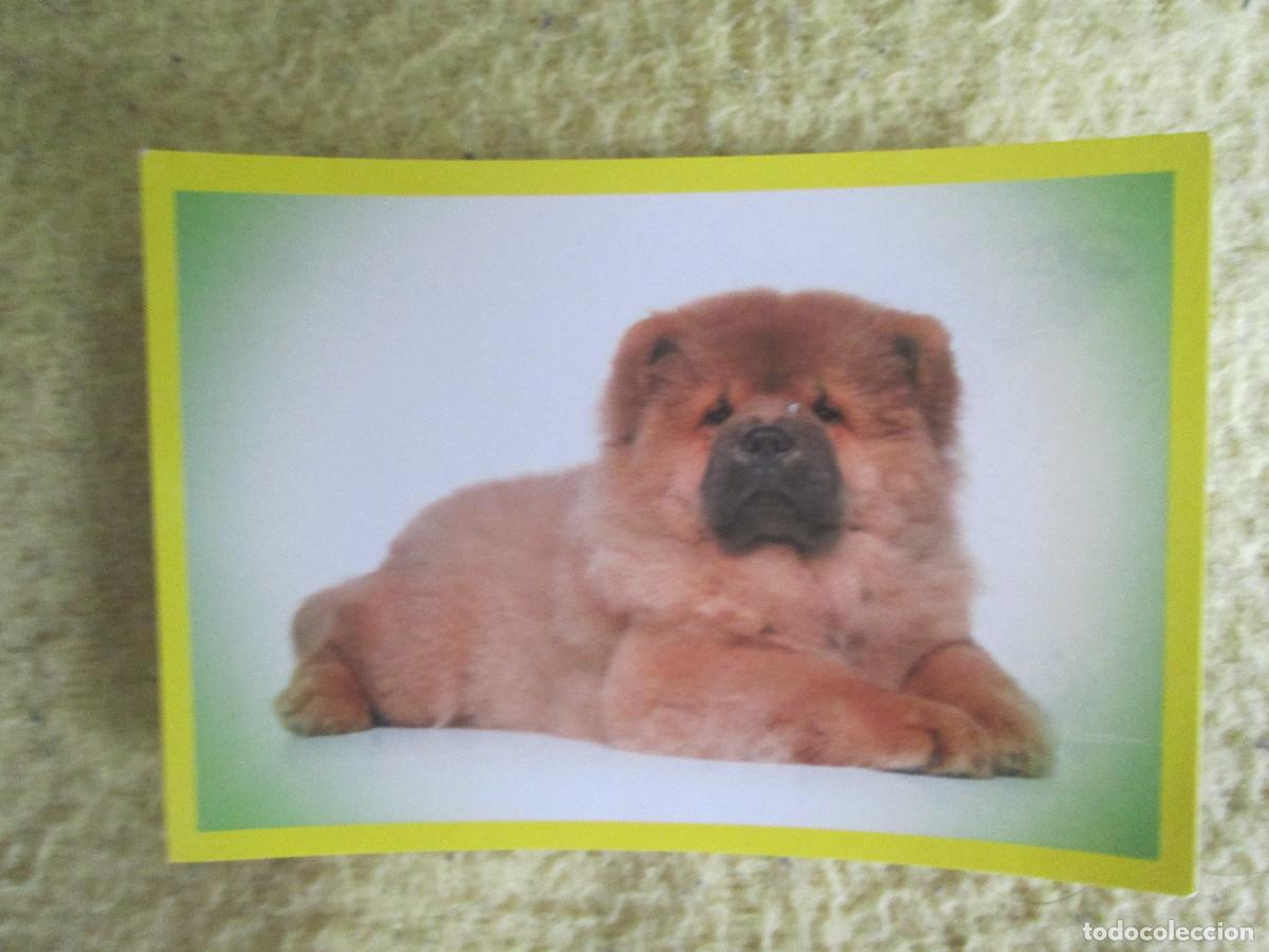 Coleccionismo cromos antiguos: AMICI CUCCIOLOTTI PANINI A&Ntilde;O 2015 NUM 284 - Foto 1
