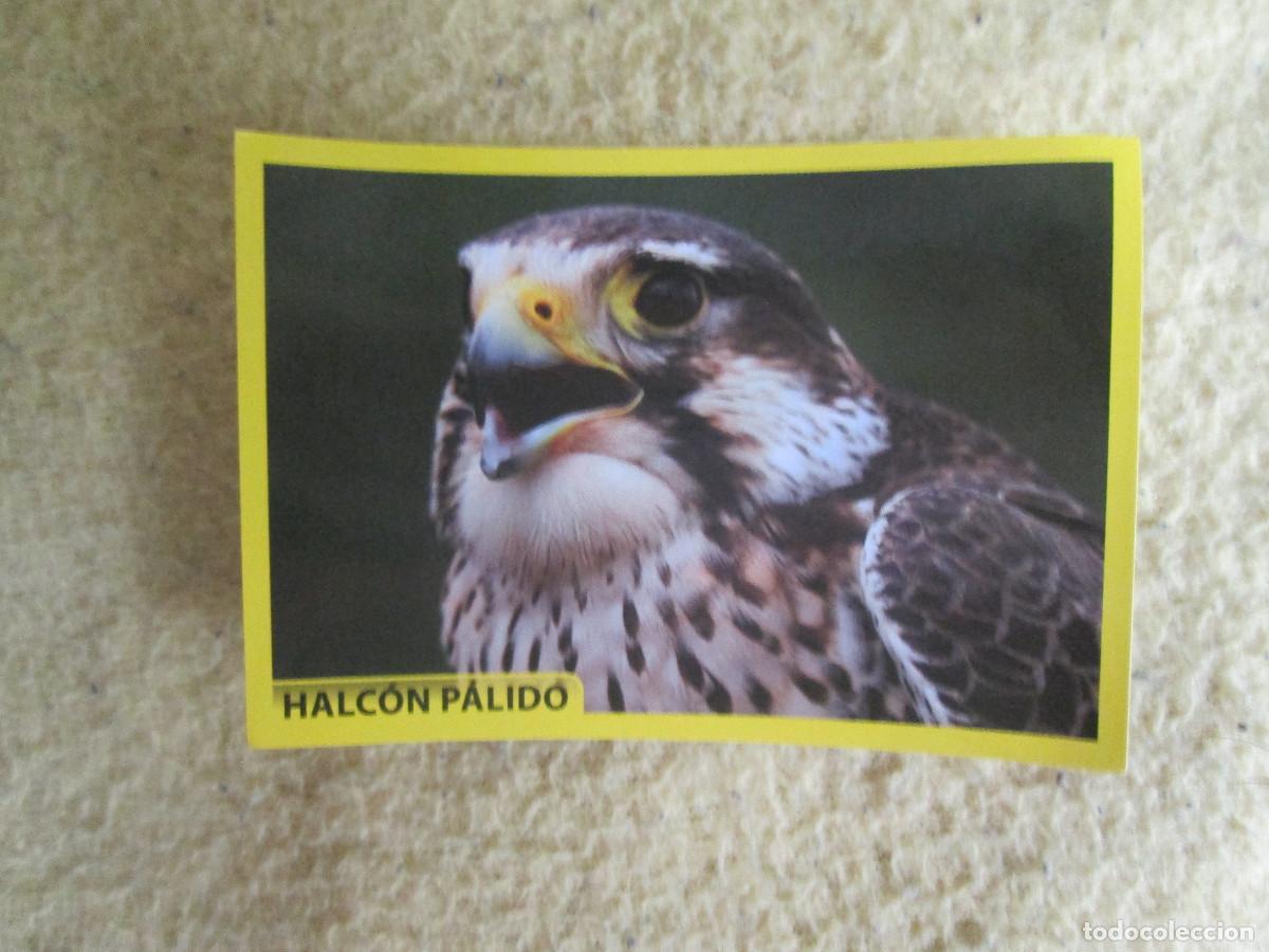 Coleccionismo cromos antiguos: AMICI CUCCIOLOTTI PANINI A&Ntilde;O 2015 NUM 194 HALCON PALIDO - Foto 1