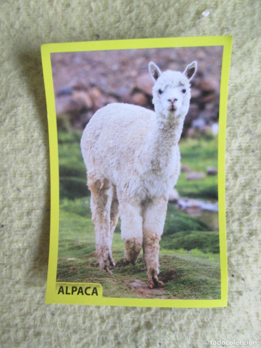 Coleccionismo cromos antiguos: AMICI CUCCIOLOTTI PANINI A&Ntilde;O 2015 NUM 231 ALPACA - Foto 1