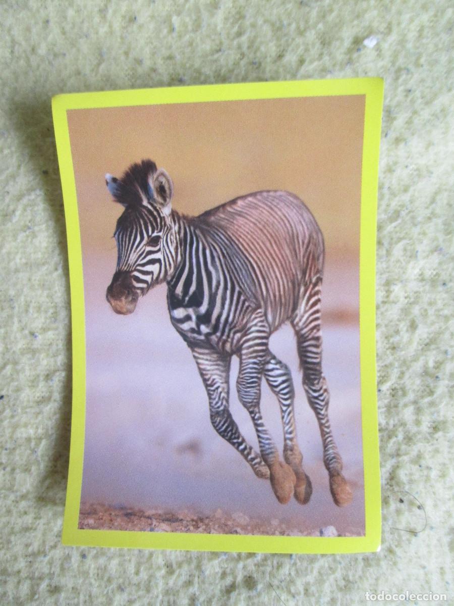 Coleccionismo cromos antiguos: AMICI CUCCIOLOTTI PANINI A&Ntilde;O 2015 NUM 338 CEBRA - Foto 1