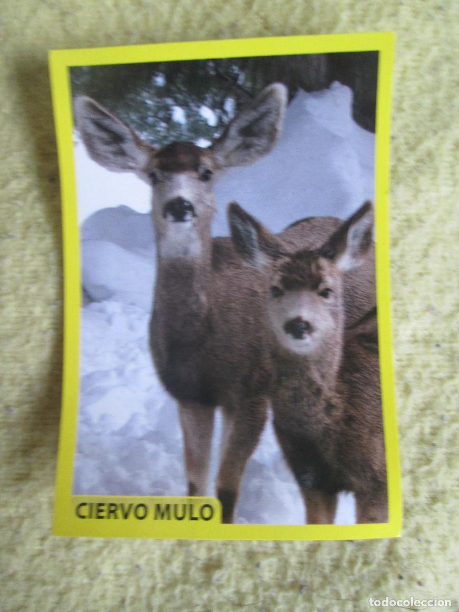 Coleccionismo cromos antiguos: AMICI CUCCIOLOTTI PANINI A&Ntilde;O 2015 NUM 186 CIERVO MULO - Foto 1