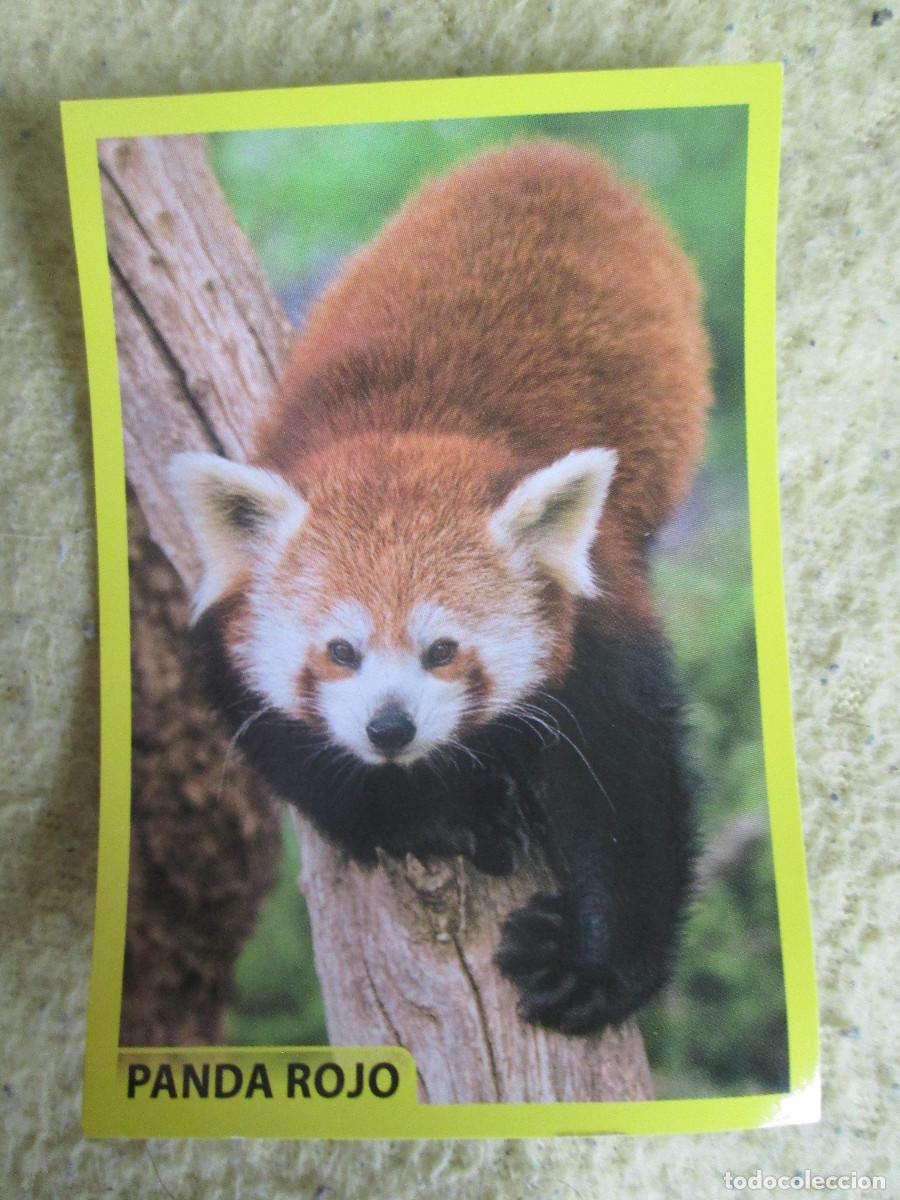 Coleccionismo cromos antiguos: AMICI CUCCIOLOTTI PANINI A&Ntilde;O 2015 NUM 66 PANDA ROJO - Foto 1