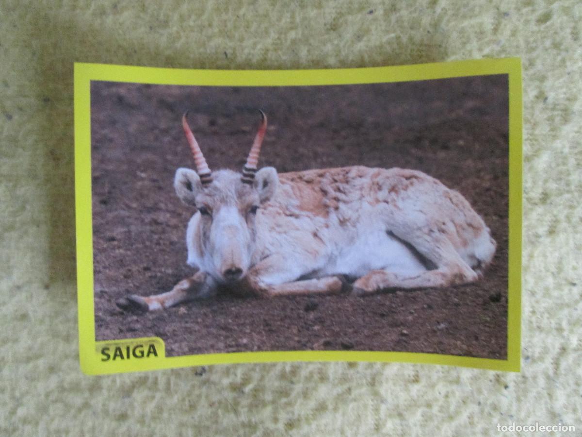 Coleccionismo cromos antiguos: AMICI CUCCIOLOTTI PANINI A&Ntilde;O 2015 NUM 70 SAIGA - Foto 1