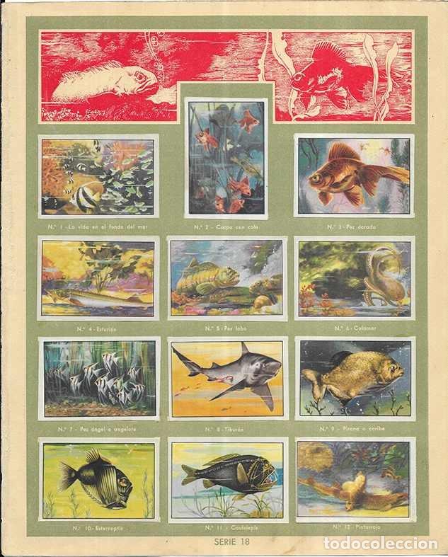 Coleccionismo Cromos antiguos: Cromo.Fauna Acu&aacute;tica. serie n&ordm; 18 Completa Gallina Blanca 3&ordf; edicion 12 cromos