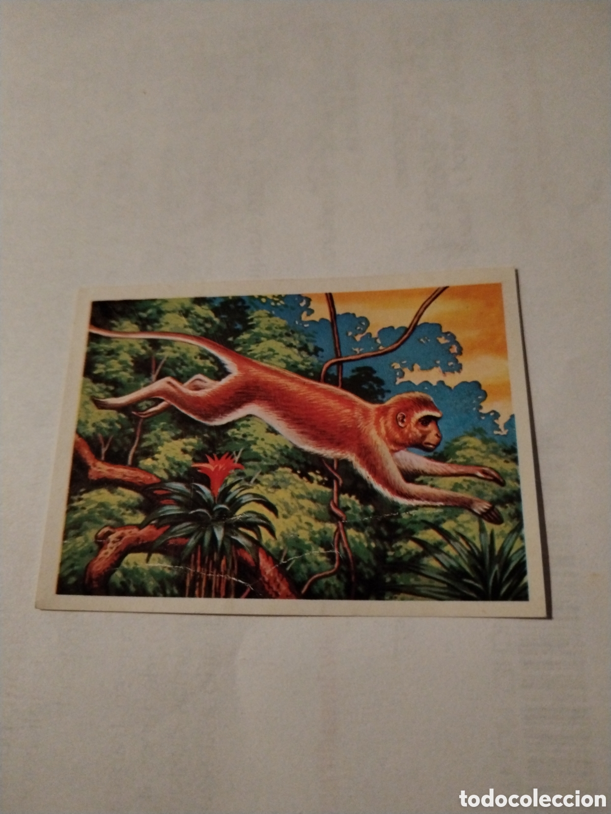 Colecionismo Cromos antigos: Cromo chocolates Torras sin pegar el m&aacute;s y el menos n&deg;67