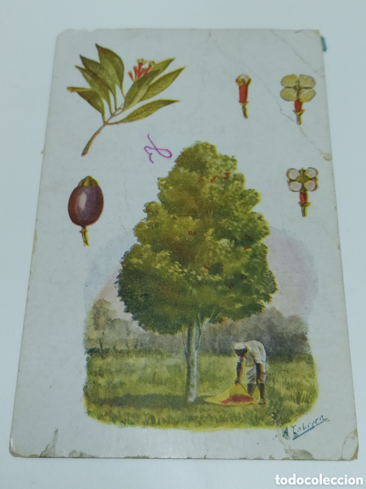 Coleccionismo Cromos antiguos: EL CLAVO - BOT&Aacute;NICA - SERIE 2 N&deg;3