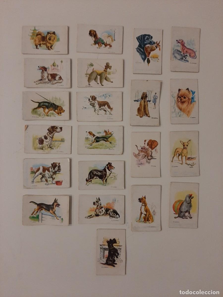 Coleccionismo cromos antiguos: LOTE 21 CROMOS PERROS. - Foto 1