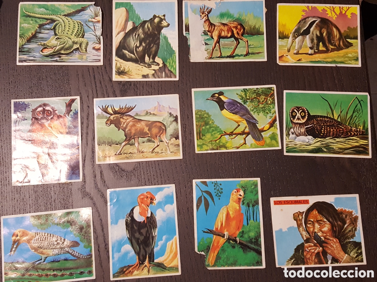 Coleccionismo Cromos antiguos: Lote cromos - America y sus habitantes - Maga - Despegados