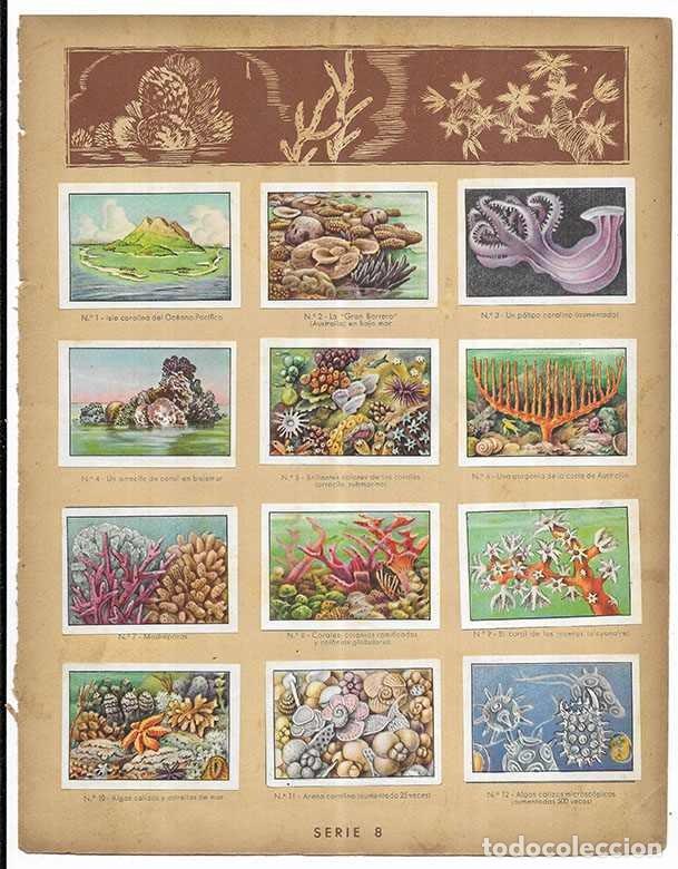 Coleccionismo cromos antiguos: Cromo. Los Corales. Serie 8 Curiosidades del Universo Nestl&eacute; 12 cromos Completa