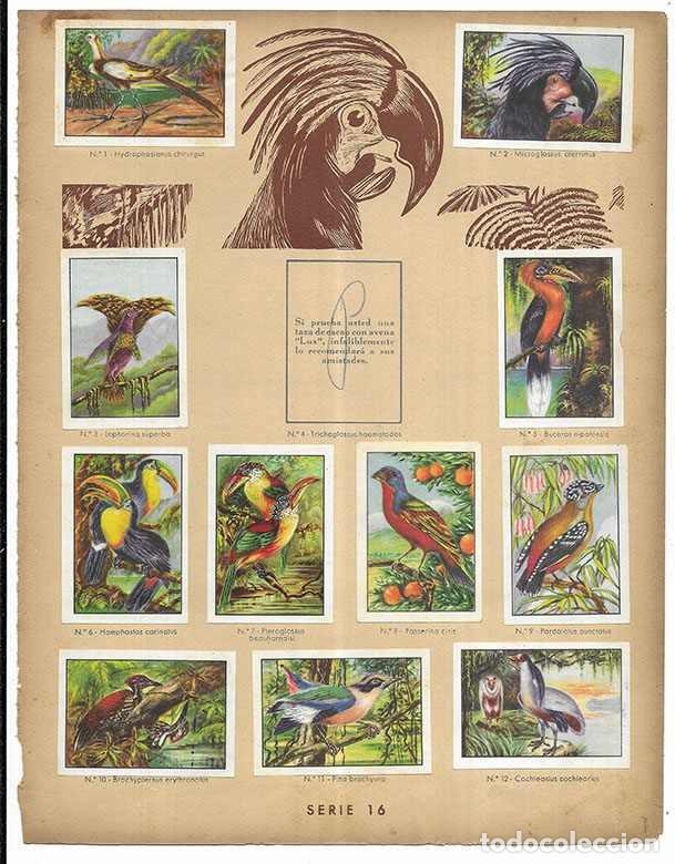 Coleccionismo cromos antiguos: Cromo. Pajaros de raro Plumaje. Serie 16 Curiosidades del Universo Nestl&eacute; 11 cromos