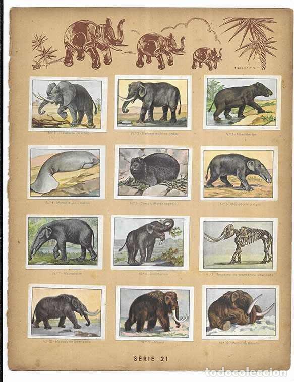 Coleccionismo cromos antiguos: Cromo.Origen de los Elefantes. Serie 21 Curiosidades del Universo Nestl&eacute; 12 cromos completa