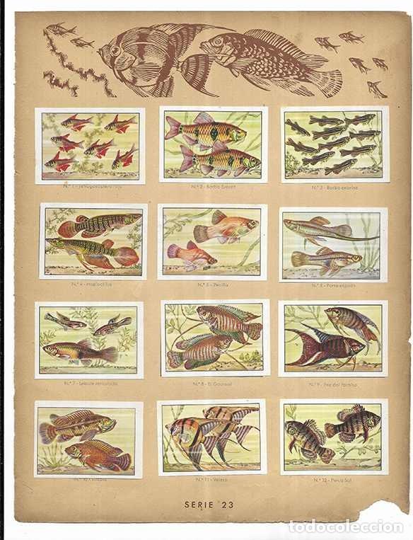 Coleccionismo cromos antiguos: Cromo. Peces Ex&oacute;ticos de Adorno. Serie 23 Curiosidades del Universo Nestl&eacute; 12 cromos completa