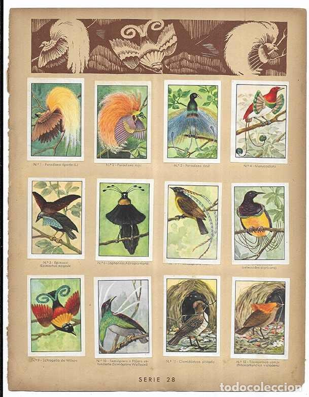 Coleccionismo cromos antiguos: Cromo. Aves del Paraiso. Serie 28 Curiosidades del Universo Nestl&eacute; 12 cromos completa