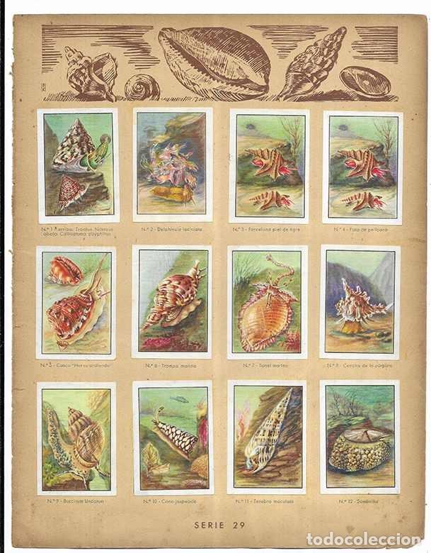Coleccionismo cromos antiguos: Cromo. Las Conchas m&aacute;s Hermosas. Serie 29 Curiosidades del Universo Nestl&eacute; 12 cromos completa