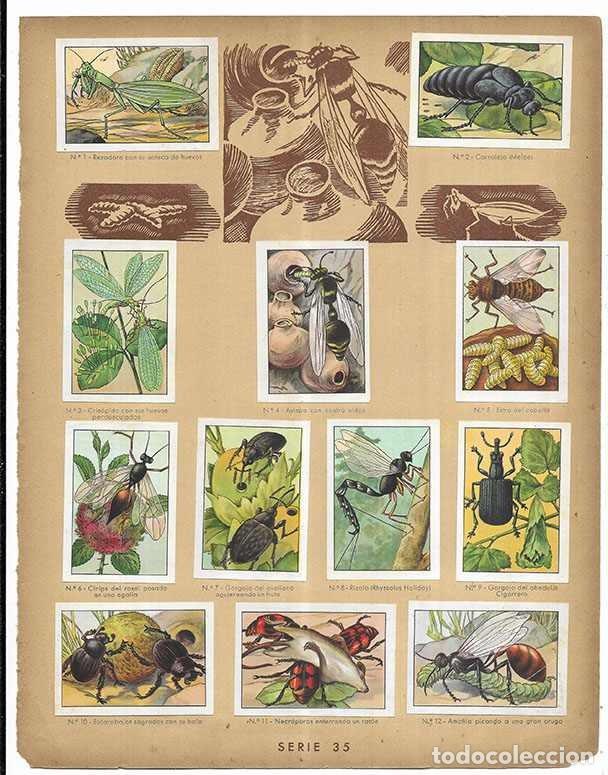 Coleccionismo cromos antiguos: Cromo. Cuidados maternales en los Insectos. Serie 35 Curiosidades del Universo Nestl&eacute; 12 cromos