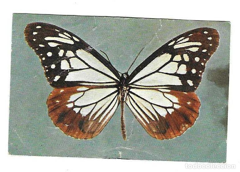 Coleccionismo cromos antiguos: PHOSKITOS -- MARIPOSAS -- N&ordm; 4-7-14 - Foto 2