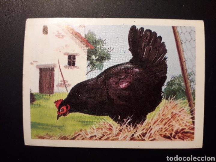 Collectionnisme Cartes &agrave; collectionner anciennes: GALLINA COM&Uacute;N MUNDO ANIMAL N&deg; 179 ED FHER 1967 SIN PEGAR. FOTOS PEDIDO M&Iacute;NIMO 3&euro;