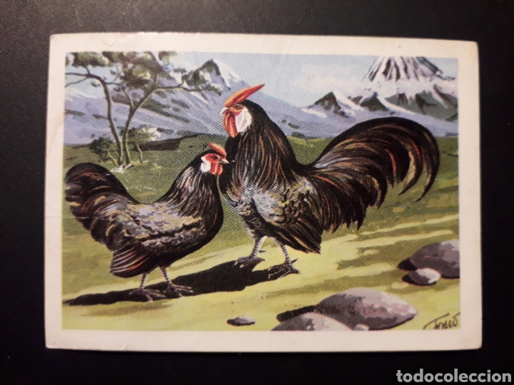 Collectionnisme Cartes &agrave; collectionner anciennes: GALLINA BATAM MUNDO ANIMAL N&deg; 178 ED FHER 1967 SIN PEGAR, ALGUNA ARRUGA. FOTOS PEDIDO M&Iacute;NIMO 3&euro;