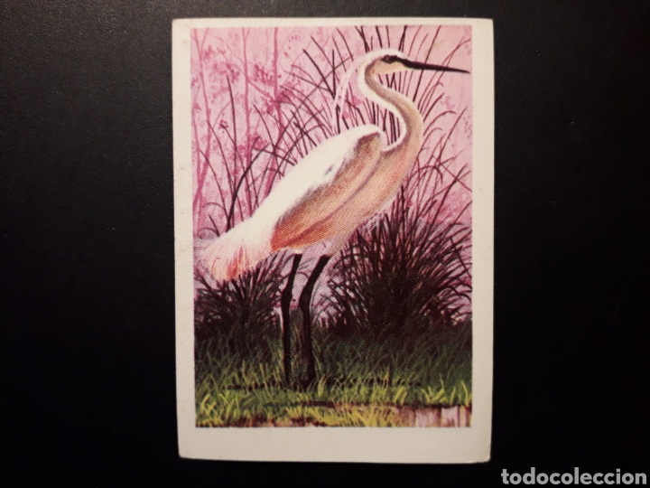 Collectionnisme Cartes &agrave; collectionner anciennes: GARZA MUNDO ANIMAL N&deg; 146 ED FHER 1967 SIN PEGAR. FOTOS PEDIDO M&Iacute;NIMO 3&euro;