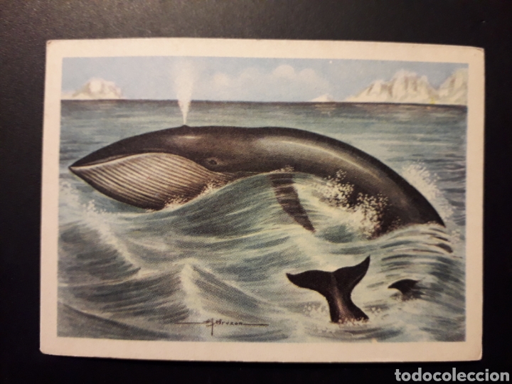 Collectionnisme Cartes &agrave; collectionner anciennes: BALLENA AZUL ZOOLOG&Iacute;A, EL MUNDO DE LOS ANIMALES N&deg; 174 ED FERCA 1960 DESPEGADO FOTO PEDIDO M&Iacute;NIMO 3&euro;