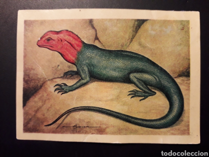 Collectionnisme Cartes &agrave; collectionner anciennes: AGAMA RUPESTRE ZOOLOG&Iacute;A, EL MUNDO DE LOS ANIMALES N&deg; 181 ED FERCA 1960 DESPEGADO PEDIDO M&Iacute;NIMO 3&euro;