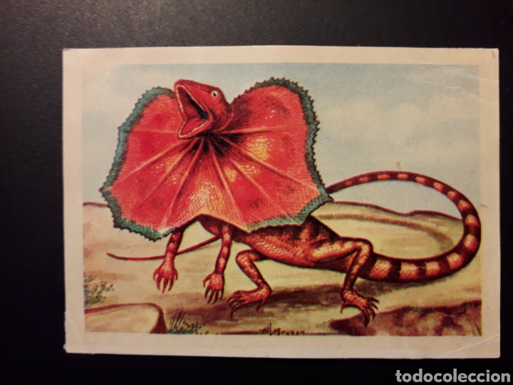 Collectionnisme Cartes &agrave; collectionner anciennes: CLAMIDOSAURO ZOOLOG&Iacute;A, EL MUNDO DE LOS ANIMALES N&deg; 182 ED FERCA 1960 DESPEGADO FOTO PEDIDO M&Iacute;NIMO 3&euro;