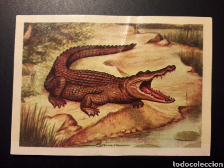 Collectionnisme Cartes &agrave; collectionner anciennes: COCODRILO ZOOLOG&Iacute;A, EL MUNDO DE LOS ANIMALES N&deg; 186 ED FERCA 1960 DESPEGADO FOTOS PEDIDO M&Iacute;NIMO 3&euro;.