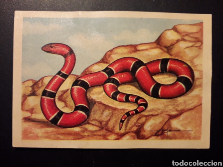 Collectionnisme Cartes &agrave; collectionner anciennes: SERPIENTE DE CORAL ZOOLOG&Iacute;A EL MUNDO DE LOS ANIMALES N&deg; 187 ED FERCA 1960 DESPEGADO PEDIDO M&Iacute;NIMO 3&euro;