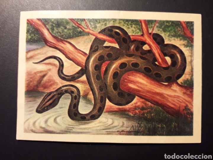 Collectionnisme Cartes &agrave; collectionner anciennes: ANACONDA ZOOLOG&Iacute;A, EL MUNDO DE LOS ANIMALES N&deg; 190 ED FERCA 1960 DESPEGADO FOTOS PEDIDO M&Iacute;NIMO 3&euro;