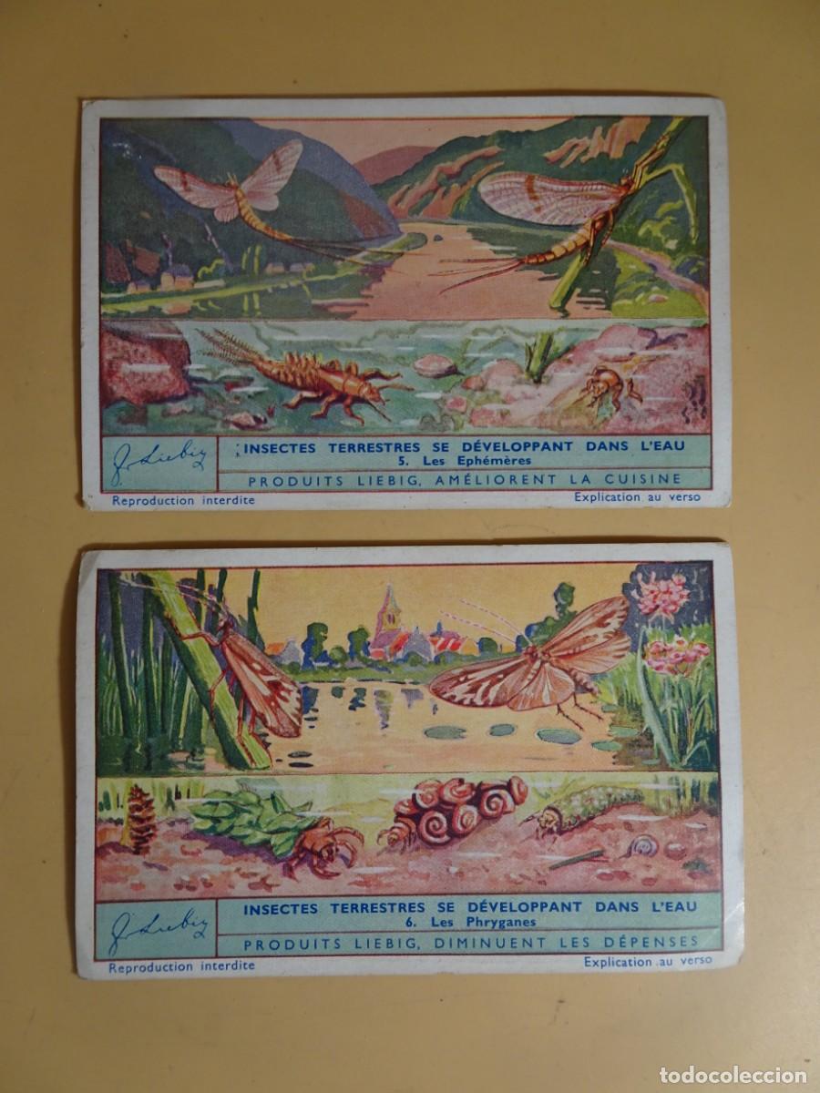 Colecionismo Cromos antigos: ANTIGUOS CROMOS LIEBIG SOLO N&ordm; 5-6, INSECTES TERRESTRES SE D&Eacute;VELOPPANT DANS L&acute;EAU , VER FOTOS